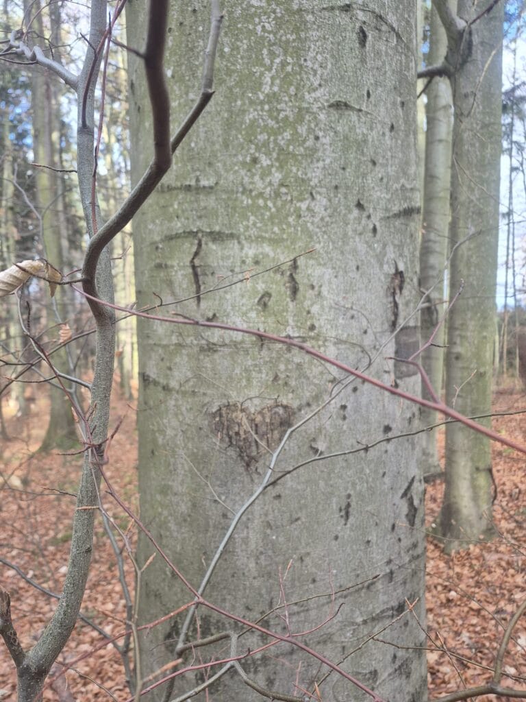 Strom se srdcem symbolizující růst, ochranu energie a hranice – osobní koučink a online koučink